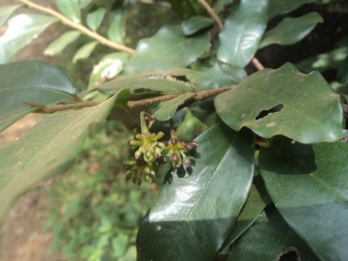 Polyalthia suberosa (Roxb.) Thwaites